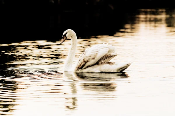 Cisne solitário — Fotografia de Stock