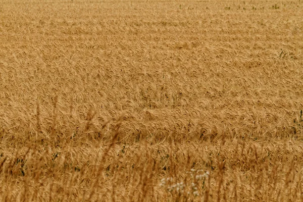 Pola pszenicy — Zdjęcie stockowe