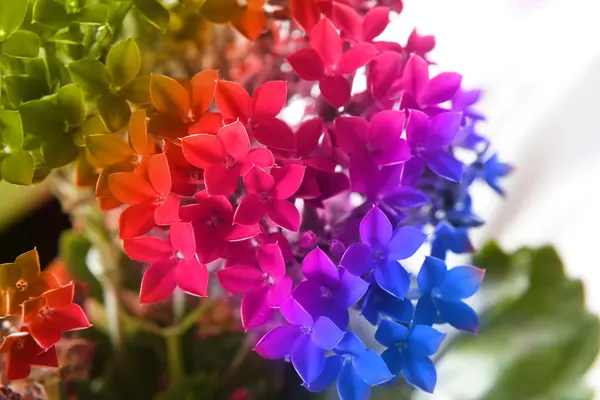 Mooie bloem van kalanchoe — Stockfoto