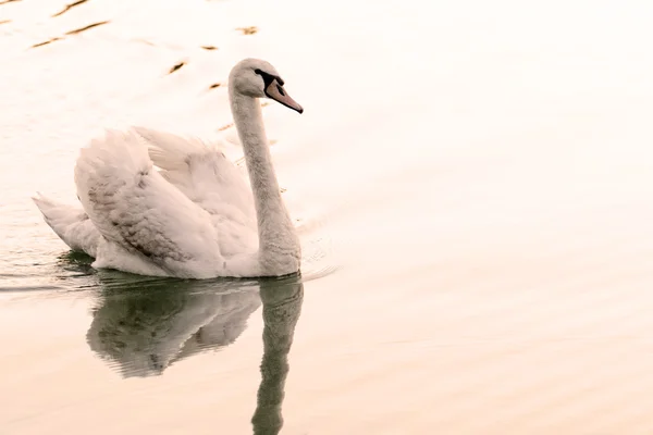 Osamělá labuť — Stock fotografie