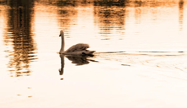 Einsamer Schwan — Stockfoto