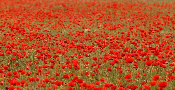 Red poppies — Stock Photo, Image