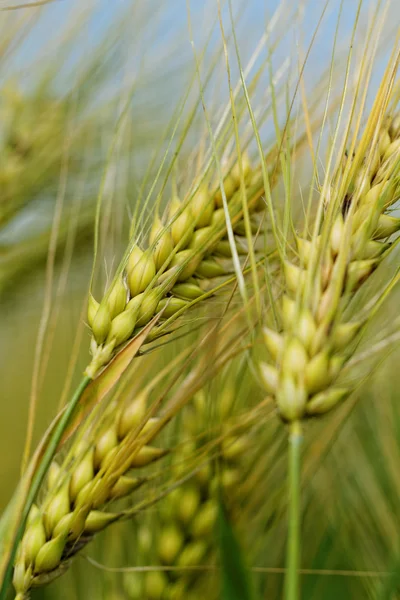 Зеленая и желтая пшеница — стоковое фото