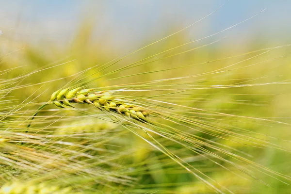 Grüner und gelber Weizen — Stockfoto