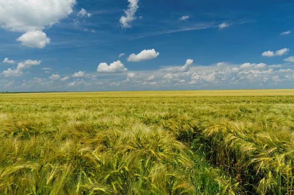 Trigo verde e amarelo — Fotografia de Stock