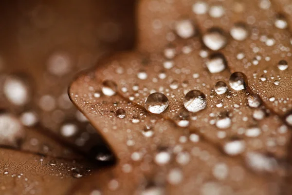 Foglie cadute coperte di gocce di pioggia — Foto Stock