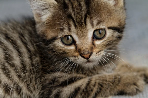 줄무늬 고양이 — 스톡 사진