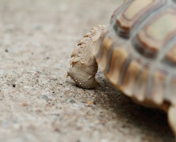 Tartaruga-áfrica (Sulcata ) — Fotografia de Stock