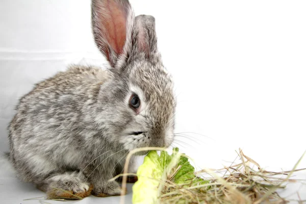 Graues Kaninchen — Stockfoto