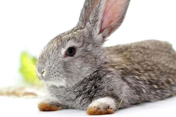 Gray rabbit — Stock Photo, Image