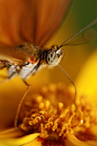 Orange butterfly — Stock Photo, Image