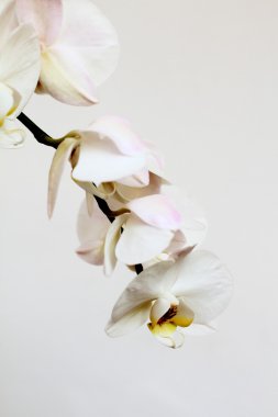 Phalaenopsis çiçek