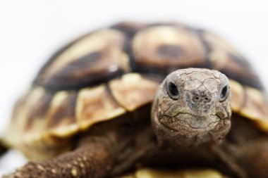 beyaz zemin üzerinde genç kaplumbağa