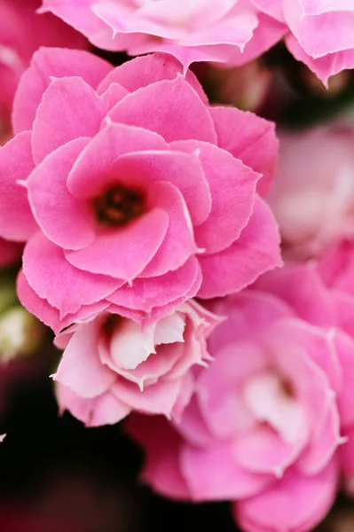 Kalanchoe flower blossoms — Stock Photo, Image