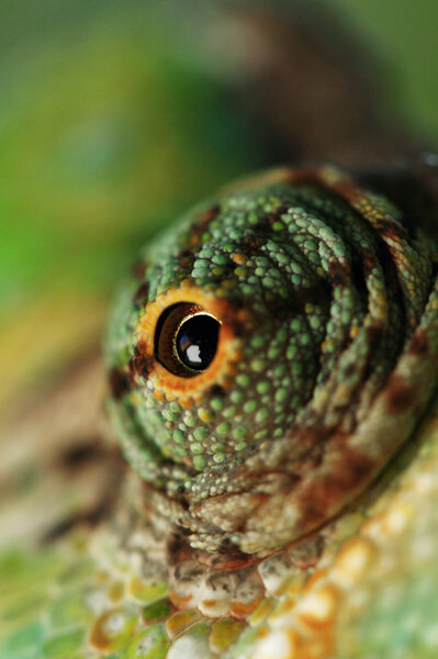 chameleon eye