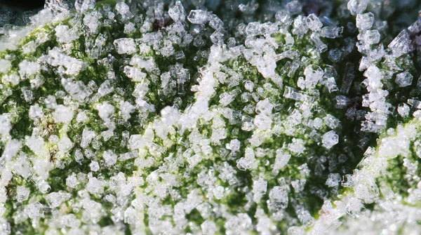 叶霜-冬天的动机 — 图库照片