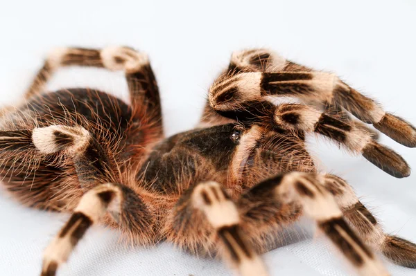 Beautiful spider — Stock Photo, Image