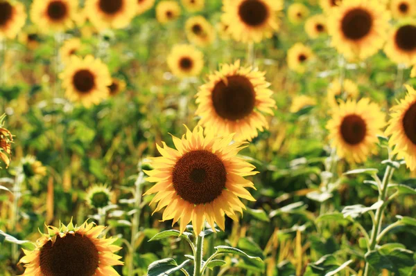 Campo de girasoles —  Fotos de Stock