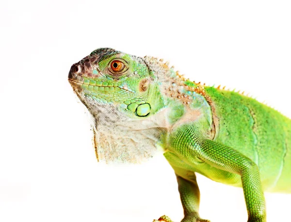 Zielony iguana — Zdjęcie stockowe