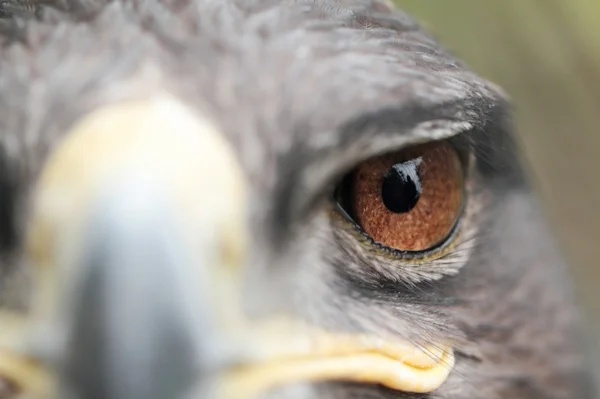 Aigle à steppe — Photo