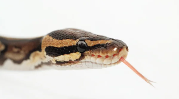 Kugelpython aus nächster Nähe — Stockfoto