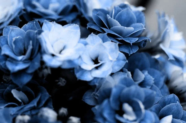 Kalanchoe flower blossoms — Stockfoto