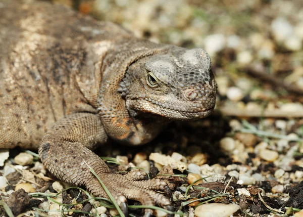 Lagarto monitor — Fotografia de Stock