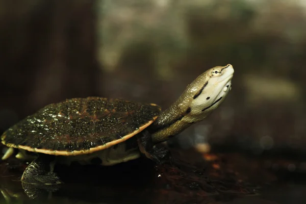 Tartaruga dal collo laterale dal ventre a macchie — Foto Stock