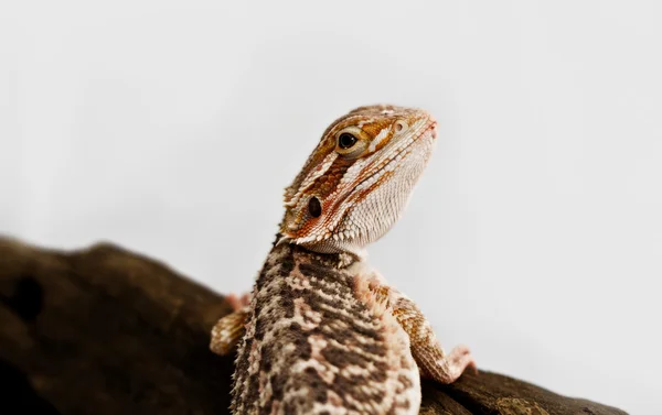 Dragão barbudo vermelho — Fotografia de Stock