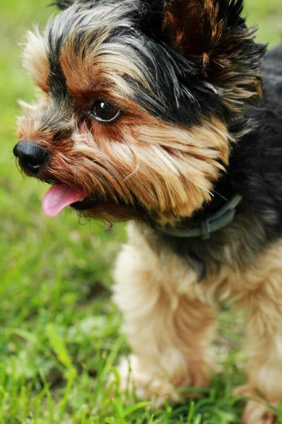 Yorkshire terrier — Stock Photo, Image