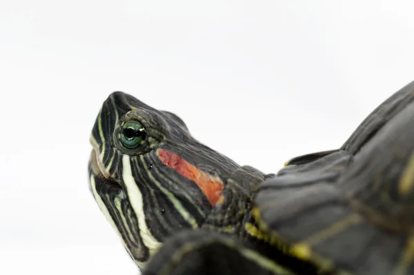 Trachemys scripta elegans — Fotografia de Stock