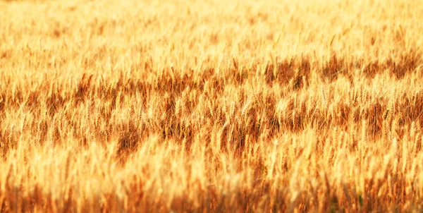 Weizenfelder — Stockfoto