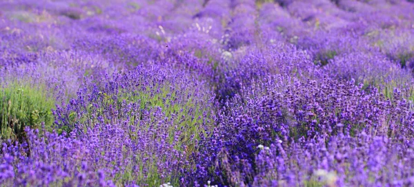 Color lavender field — Stock Photo, Image