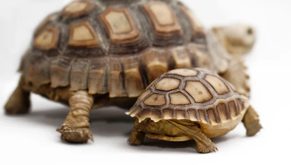 Dos tortugas africanas estimuladas (Sulcata ) — Foto de Stock