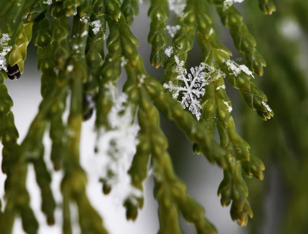 モミの枝の雪マクロ — ストック写真