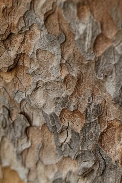 Texture en bois. Macro pin — Photo