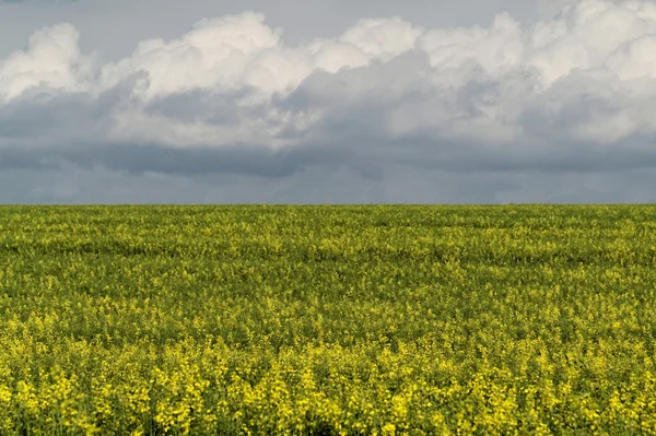 Colza field — Stock Photo, Image