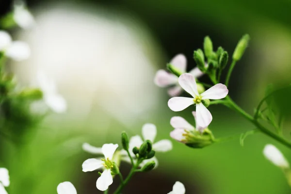 Flores de rábano —  Fotos de Stock