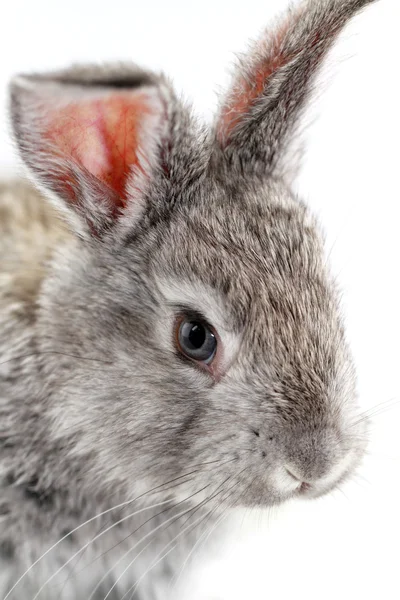 Gray rabbit — Stock Photo, Image