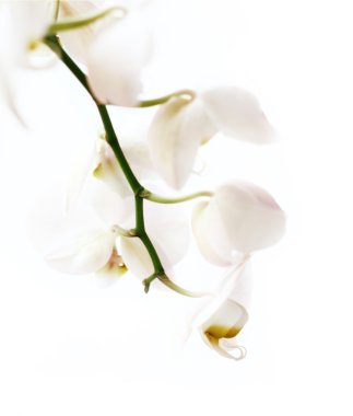 Phalaenopsis çiçek