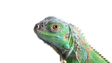 Yeşil iguana