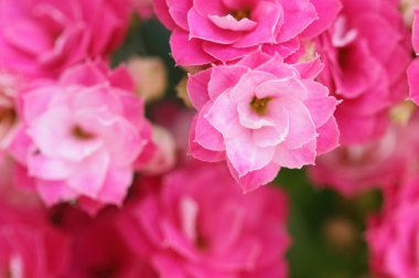 aranjmani çiçek çiçek