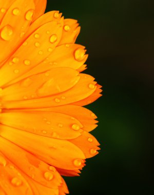 Calendula officinalis (kadife çiçeği)