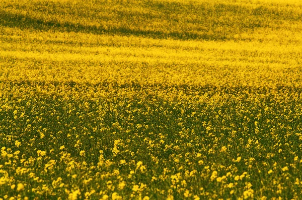 Campo stupro — Foto Stock