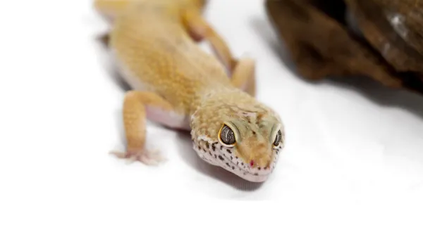 Leopard gecko — Stock Photo, Image