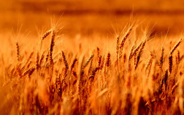 Champs de blé — Photo