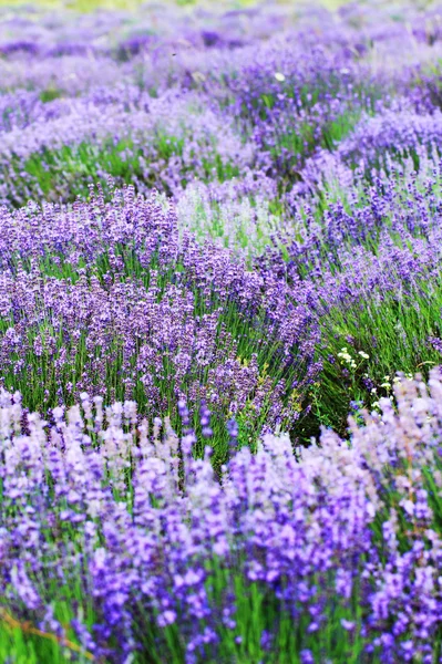 Color lavender field — Stock Photo, Image