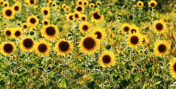 Campo de girasoles — Foto de Stock