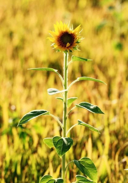 Campo de girasol — Foto de Stock