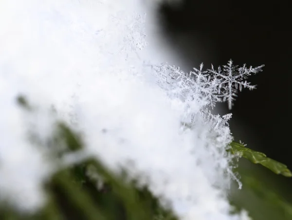 Neve su rami di abete, macro — Foto Stock